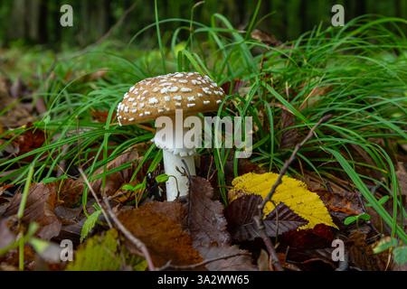 Die Amanita Pantherina oder die Panther Cap, ein wunderschöner und ikonischer Pilz. Ein gedämpfter Verwandter der Amanita muscaria oder Fliegenpilz, seine Kappe ist charakteristisch Stockfoto