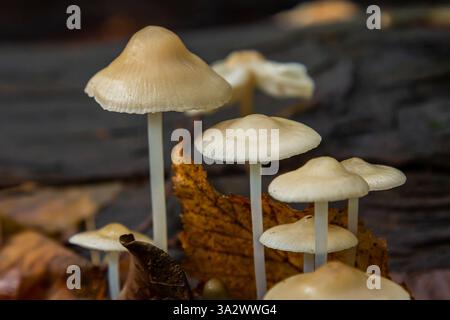 Auf verfallenem Holz wachsen Psathyrella- und Mycena galericulata-Pilze, umgeben von gefallenen Blättern, und zeigen die komplexen Details der Natur Stockfoto