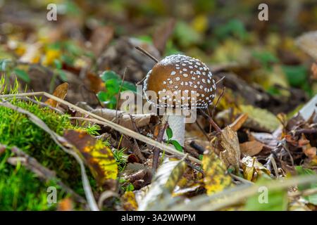 Die Amanita Pantherina oder die Panther Cap, ein wunderschöner und ikonischer Pilz. Ein gedämpfter Verwandter der Amanita muscaria oder Fliegenpilz, seine Kappe ist charakteristisch Stockfoto
