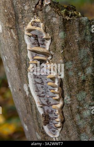 Nahaufnahme Trametes pubescens oder Trametes hirsute, es ist eine Art Pilz. Stockfoto