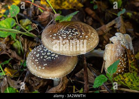 Die Amanita Pantherina oder die Panther Cap, ein wunderschöner und ikonischer Pilz. Ein gedämpfter Verwandter der Amanita muscaria oder Fliegenpilz, seine Kappe ist charakteristisch Stockfoto