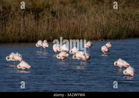 Eine Herde von Flamingo (Phoenicopterus roseus نحام أكبر), die in einem Wasserbecken auf Nahrungssuche waten. Fotografiert in Israel Stockfoto