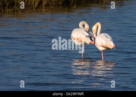 Eine Herde von Flamingo (Phoenicopterus roseus نحام أكبر), die in einem Wasserbecken auf Nahrungssuche waten. Fotografiert in Israel Stockfoto