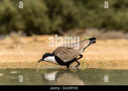 Vanellus spinosus زقزاق, ابا ظفر) am Wasser, Israel Stockfoto