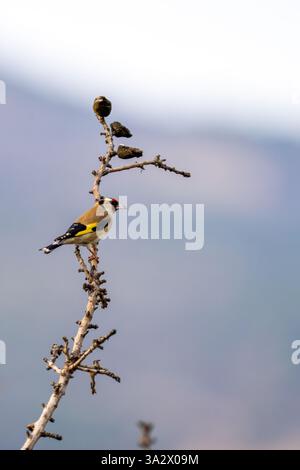 Europäischer Goldfinch (Carduelis carduelis حسون أوراسي), der auf einem Ast thront, fotografiert im Januar in israel Stockfoto