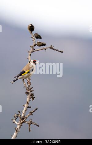 Europäischer Goldfinch (Carduelis carduelis حسون أوراسي), der auf einem Ast thront, fotografiert im Januar in israel Stockfoto