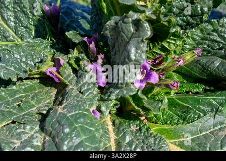 Mandrake Pflanze (Mandragora autumnalis syn Mandragora officinarum). يبروح خريفي die Wurzel dieser Pflanze enthält zwei Steroid-Alkaloidverbindungen, Scopola Stockfoto