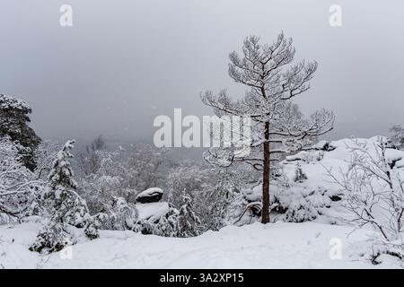Nebelige, schneebedeckte Winterlandschaft im Nationalpark Sächsische Schweiz mit Felsformationen und Kiefern. Stockfoto