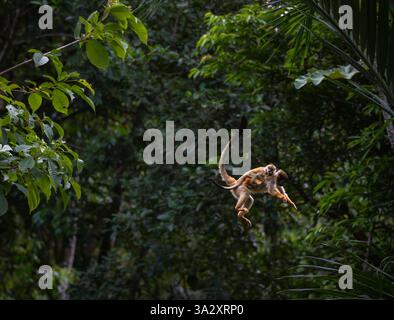 Affe mit Baby, der zwischen Ästen im Dschungel von Costa Rica springt. Stockfoto