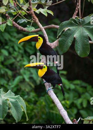 Ein Paar gelbe Tukanvögel, die auf einem Zweig in Costa Rica sitzen. Stockfoto