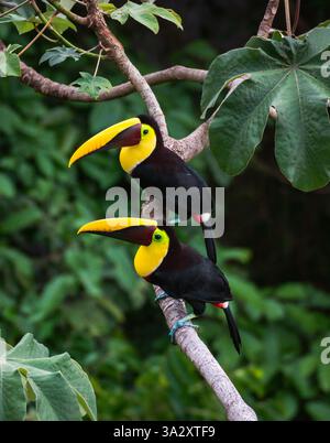 Zwei gelbe Tukanvögel, die auf einem Zweig in Costa Rica sitzen. Stockfoto