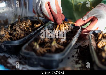 Mit Handschuhen gepflanzte Ranunkelknollen in den Boden für Frühlingsblüten. Stockfoto
