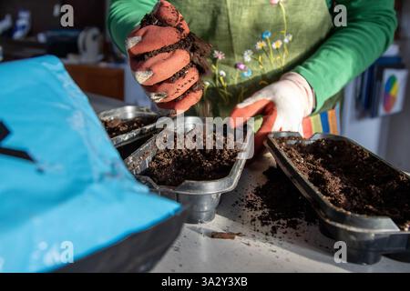 Mit Handschuhen gepflanzte Ranunkelknollen in den Boden für Frühlingsblüten. Stockfoto