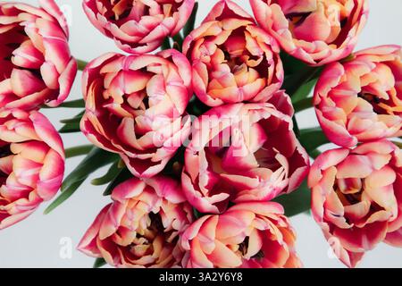 Nahaufnahme der leuchtenden rosafarbenen und gelben Tulpen in voller Blüte. Stockfoto