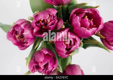 Blick nach unten Blumenstrauß leuchtend rosa Tulpen voller Blüte weißer Hintergrund. Stockfoto