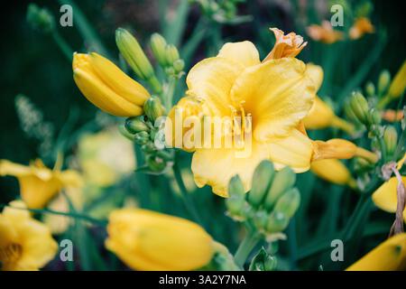 Nahaufnahme einer hellgelben Taglilie in voller Blüte, umgeben von Stockfoto