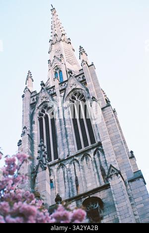 Der gotische Kirchturm reicht zum Himmel, eingerahmt von rosa Blüten. Stockfoto