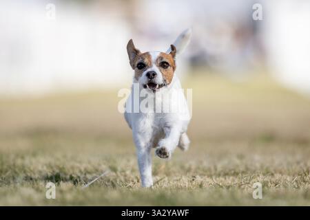 Jack Russell Terrier Running Lure Course Sprint Dog Sport Stockfoto