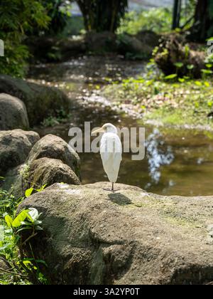 Ein weißer Reiher, der auf einem Felsen an einem ruhigen Fluss in der Natur steht Stockfoto
