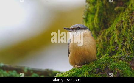 Eurasische Kleiber Stockfoto
