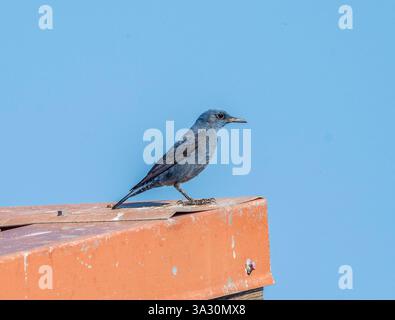 Blue Rock Thrush (Monticola solitarius) Paphos, Zypern Stockfoto