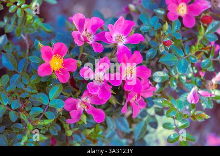 Rosa rubiginosa blühender Busch. Rosa Canina Hagebutte Hintergrund Stockfoto