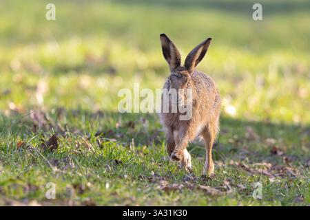 Wilder brauner Hase (Lepus europaeus), der in der Frühlingssonne auf dem Rasenfeld in der Mitte mit den Vorderbeinen auf dem Boden auf die Kamera zuläuft! Stockfoto