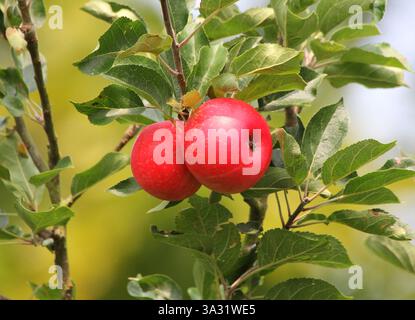 Eine Nahaufnahme eines Paares roter Äpfel auf dem Baum im Sommer, Großbritannien. Stockfoto