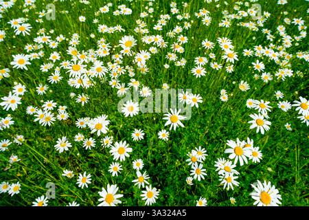 Nahaufnahme einer Blumenwiese mit Gänseblümchen. Stockfoto