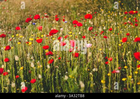 Lebhaftes Feld der roten und gelben Wildblumen blüht Stockfoto