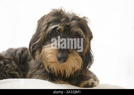 Rauhaariger Dackel, weiblich, Tierporträt, liegend auf weißer Decke, Hintergrund weiß, Stuttgart, Baden-Württemberg, Deutschland, Europa Stockfoto