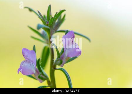 Nahaufnahme einer zarten violetten wilden Orchidee vor einem weichen grünen Hintergrund. Die komplizierten Blütenblätter und lebendigen Farben halten die heitere Schönheit von fest Stockfoto