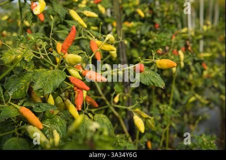 Eine lebhafte Darstellung von Cabai-Paprika, die reift, mit einer Mischung aus grünen, gelben und roten Früchten, die in einem sonnendurchfluteten Garten zwischen üppigem Laub hängen. Stockfoto
