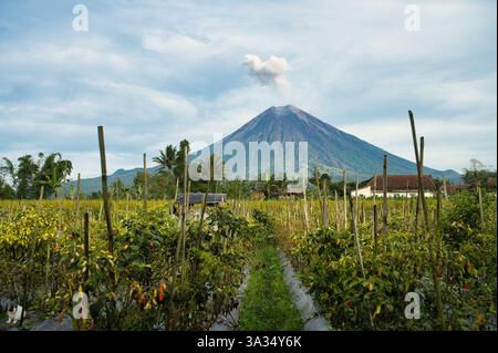 Ein atemberaubender Blick auf den Berg Semeru, einen aktiven Vulkan, der über pulsierenden landwirtschaftlichen Feldern in Indonesien thront. Die Landschaft ist mit verschiedenen c Stockfoto