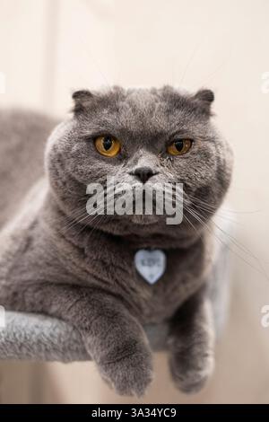 Nahaufnahme einer Scottish Fold Katze mit dichtem, weichem grauen Fell und leuchtend orangefarbenen Augen, die durch die typischen Gesichtszüge des bre hervorgehoben werden Stockfoto