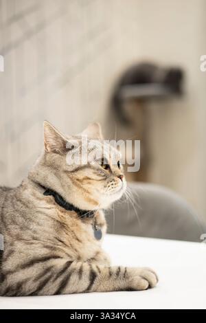 Eine heitere britische Kurzhaarkatze mit schlankem Kragen schaut zur Seite, während sie vor einer verschwommenen Küchenkulisse sitzt. Stockfoto
