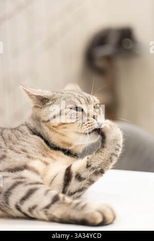 Eine britische Kurzhaarkatze, die sich durch ihre einzigartigen gefalteten Ohren auszeichnet, wird in einem gemütlichen Zuhause gefangen und hebt ihr gestreiftes Fell und ihre Pfoten hervor Stockfoto