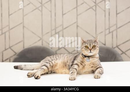Eine ruhige britische Kurzhaarkatze mit wunderschönen grauen Tabbystreifen entspannt sich auf einer weißen Oberfläche mit geometrischem Hintergrund und einem eleganten Kragen. Stockfoto