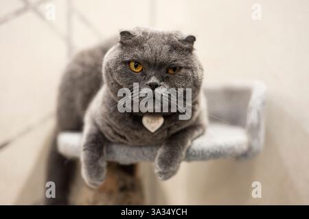 Eine ruhige Scottish Fold Katze mit einem markanten grauen Fell und fesselnden gelben Augen sitzt bequem auf einem Katzenturm und zeigt ihre gefalteten Ohren und Stockfoto