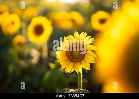 Eine leuchtende Sonnenblume steht hoch in einem sonnendurchfluteten Feld, umgeben von einer verschwommenen Kulisse anderer Sonnenblumen, die das Wesen der Wärme und des Sommers einfängt Stockfoto