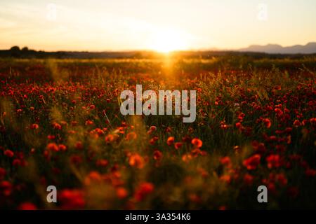 Ein atemberaubender Sonnenuntergang beleuchtet ein Feld von Papaver Rhoeas, allgemein bekannt als Mohn oder Rotmohn. Das goldene Licht verstärkt den leuchtenden roten Bloo Stockfoto