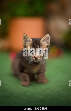 Ein niedliches Tabby-Kätzchen blickt neugierig in die Kamera und steht auf einer weichen grünen Oberfläche mit einem verschwommenen Gartenhintergrund. Stockfoto