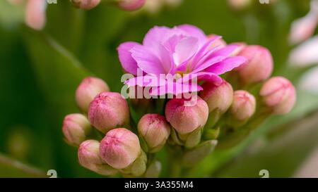 Ein Nahaufnahme-Bild zeigt die atemberaubenden Details einer pinkfarbenen Alpenblume und zeigt ihre leuchtenden Blütenblätter und Blütenstäube an einem Sommertag, SET ag Stockfoto