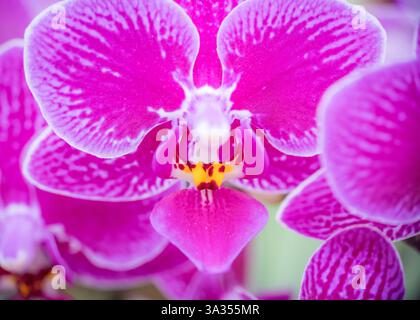 Ein detailreiches Nahaufnahme-Bild, das die beeindruckende Schönheit einer Purple Phalaenopsis Orchidee mit ihren leuchtenden rosafarbenen Blüten und einzigartigen gelben Mustern einfängt Stockfoto