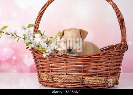 Ein charmanter Toy Terrier-Welpe blickt aus einem Korb, umgeben von zarten Kirschblüten. Fotografiert in einem Studio-Setting mit einem sanften Rosa Stockfoto