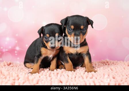 Ein bezauberndes Porträt zweier junger Toy Terrier Welpen, die zusammen auf einer weichen rosa Decke in einem Studio sitzen, umgeben von sanftem Licht und Bokeh-Effekt Stockfoto
