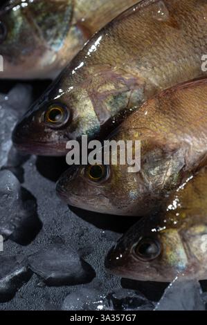 Nahaufnahme eines frischen Barsches auf Eis, der Frische und Qualität betont. Die glitzernden Fischschuppen und das Eis schaffen eine optisch ansprechende Fischmarktszene Stockfoto