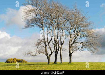 Vier Bäume, von zwölf reduziert, um das Grasland zu bewirtschaften, flankiert von gelbem Ginster unter wunderschönem blauen Himmel mit Wolken im Winter im Westwood, Yorks. Stockfoto
