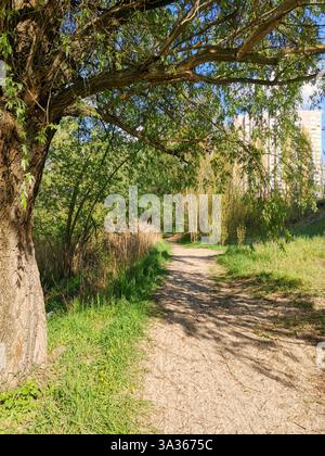 Eine unbefestigte Straße, die durch ein grasbewachsenes Feld mit Bäumen in der Nähe führt Stockfoto