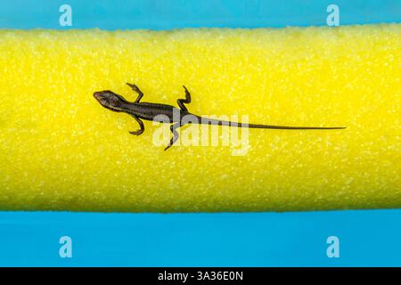 Der gestreifte Skink eines Baby Wahlbergs macht eine Fahrt auf einem hellgelben Schwimmbecken. Stockfoto